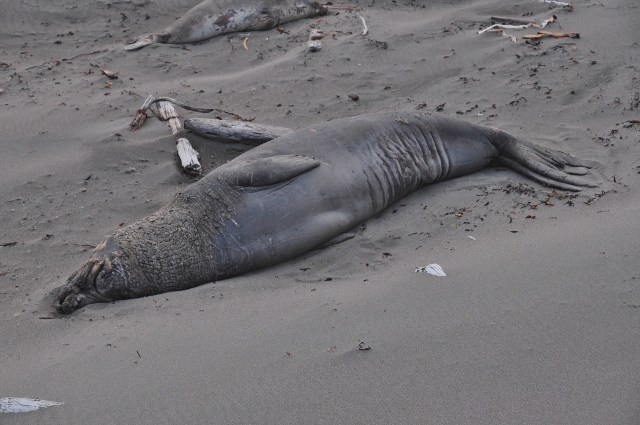 bull elephant seals